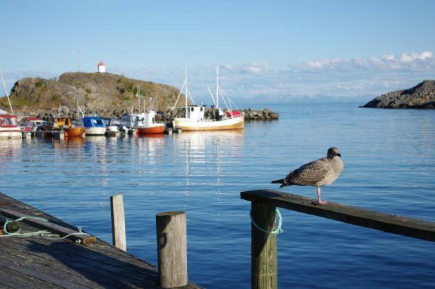 Lofoten Cabin And Kayak Rental Stamsund Kültér fotó